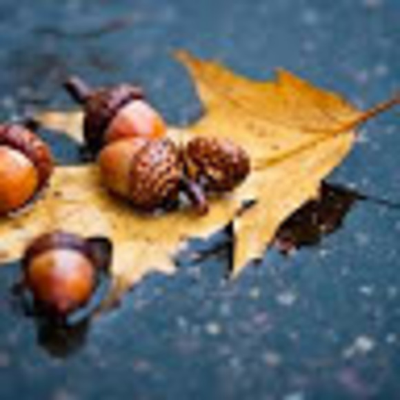waterinacorns